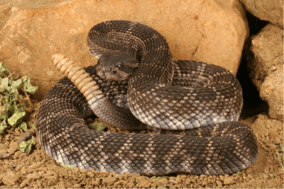 serpiente cascabel