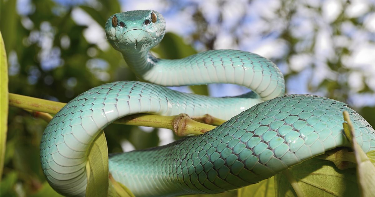 serpiente crotalo azul
