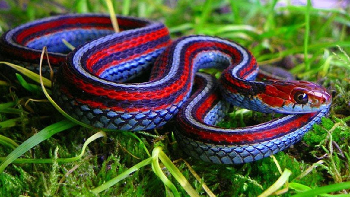 serpiente jerretera