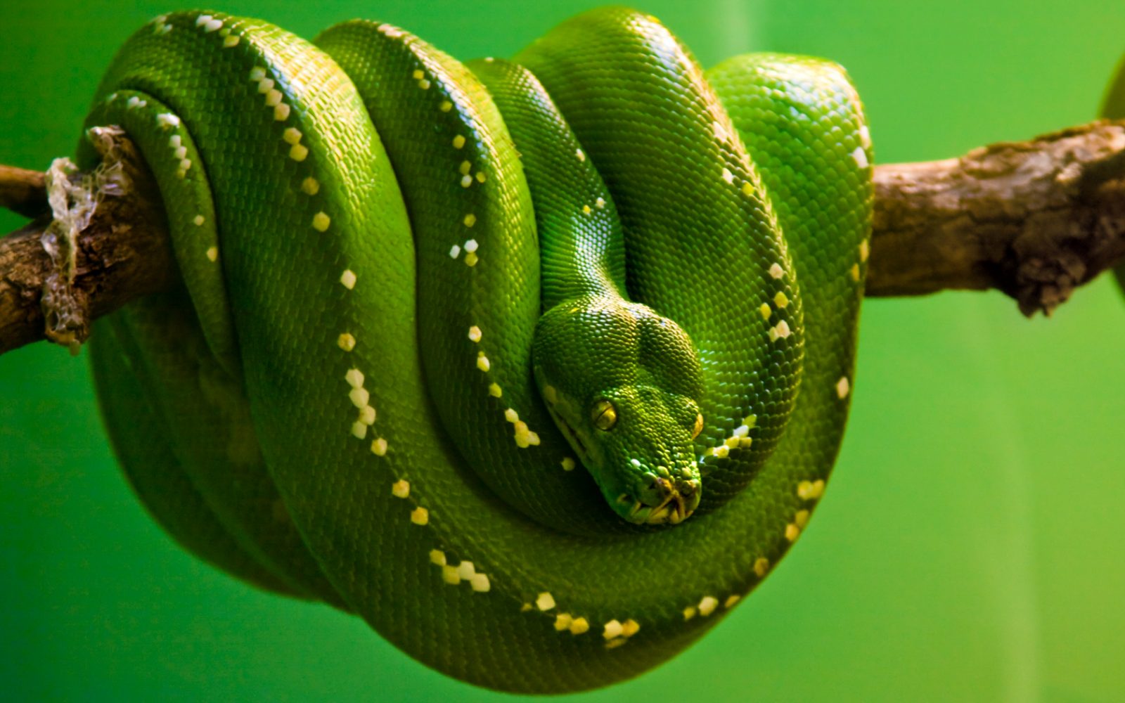 serpiente piton