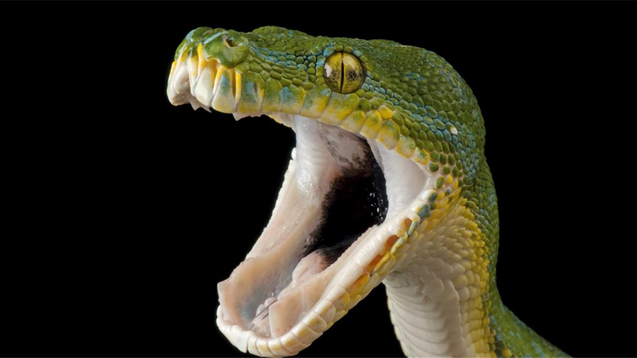 serpiente